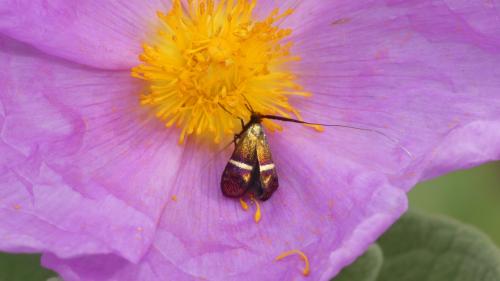 Adela australis
